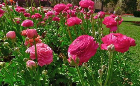 Vi dyrker smørblomstblomster og deres beste arter i vårt hus på landet