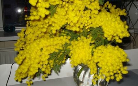 Hvordan holde mimosa luftig: fyll vann og fukt blomster