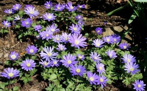 Anemone blanda - jarní prvosenka ve vaší zahradě