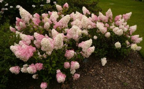 Hydrangea paniculata - พันธุ์ที่มีรูปถ่าย