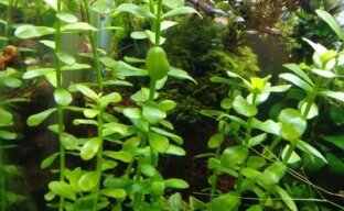 Bacopa Madagascar - พืชที่จำเป็นและมีประโยชน์สำหรับพิพิธภัณฑ์สัตว์น้ำ