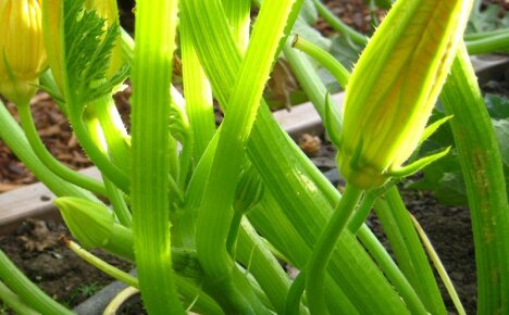 Hvorfor karrige blomster vises på courgette og hvordan du skal håndtere den