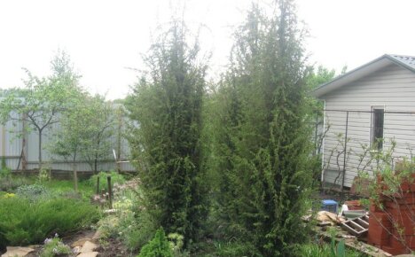 Thuja ในเทือกเขาอูราล - การปลูกและดูแลความงามที่เขียวชอุ่มตลอดปี