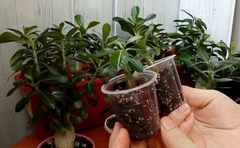 Elite frisyre for et nydelig adenium