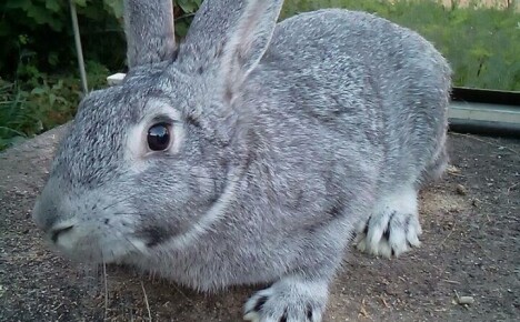 Vellykket avl av kaniner av den sovjetiske chinchilla-rasen