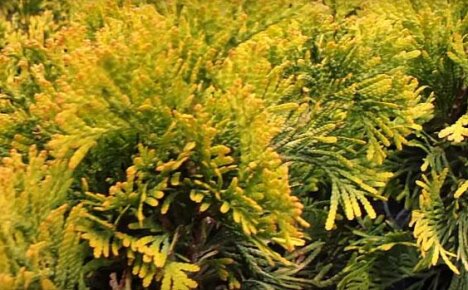 อะไรที่ดึงดูดเราไปสู่ ​​Thuja Western Yellow Ribbon