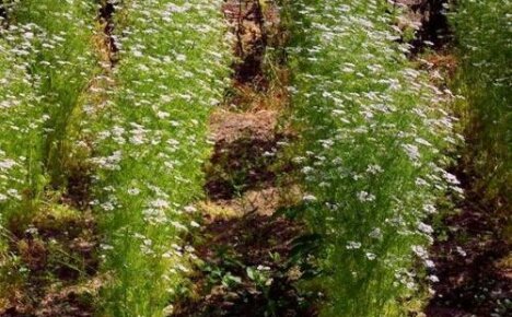 Voksende aromatisk koriander: når, hvor og hvordan man planter