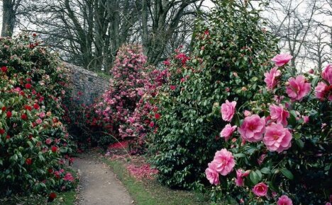 Garden camellia - pagtatanim at pag-aalaga para sa isang mahuhusay na babaeng Hapones