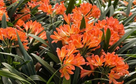 Kompetent pleie av clivia er garant for luksuriøs blomstring