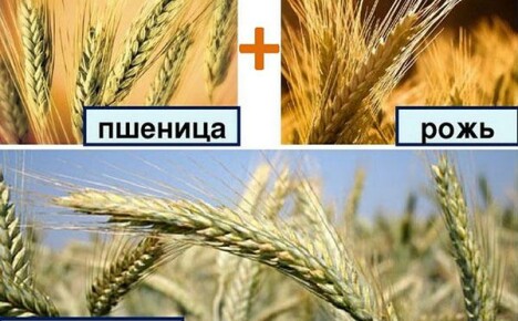 Triticale เป็นลูกผสมของข้าวไรย์และข้าวสาลีในไร่ของประเทศของเรา