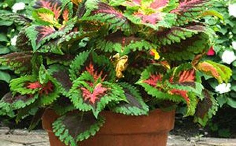 Uprawiamy coleus z nasion