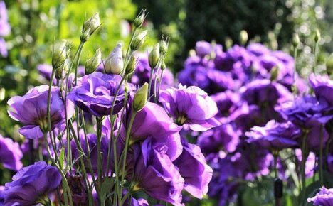 Dyrker raffinert lisianthus i en blomsterbed og i en gryte