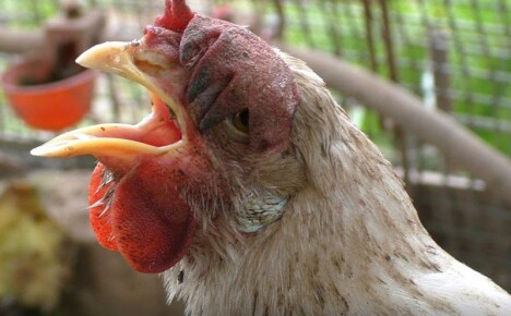 โรคไก่ที่พบบ่อยที่สุดอาการและการรักษาที่มองเห็นได้