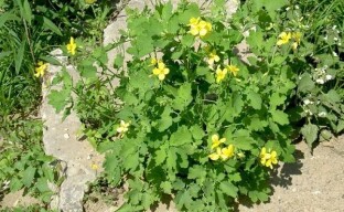 Giftig celandine tilhører medisinske planter