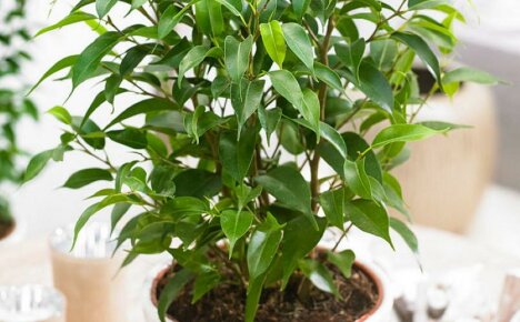 Upretensiøs ficus Natasha - hjemmepleie, foto