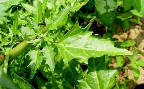 คุณสมบัติที่เป็นประโยชน์ของ quinoa หรือเมื่อวัชพืชกลายเป็นเพื่อน