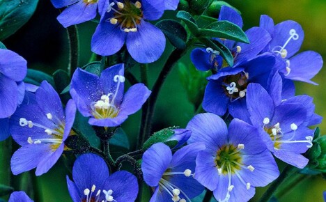 Illusjonen av romslighet og dybdefølelse - blå og blå blomster i en monokrom blomsterbed