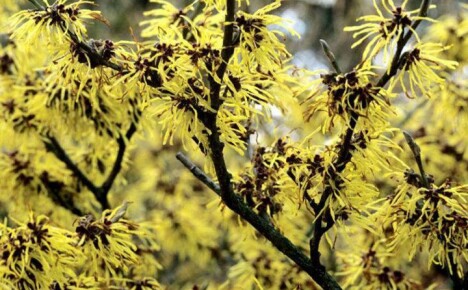 Vi dyrker en mirakuløs plante trollhassel i en sommerhytte