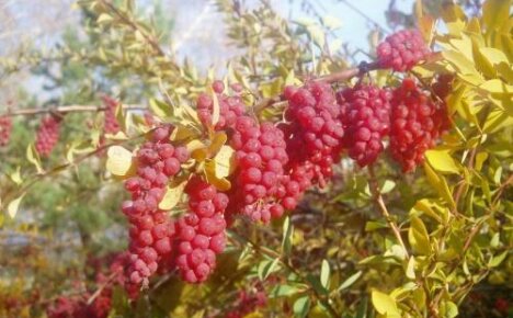 Barberry รูปเหรียญคืออะไรและจะเติบโตได้อย่างไร