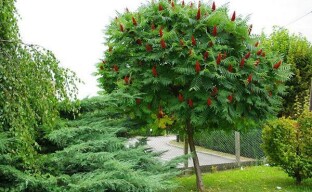 Undemanding aggressor - sumac tree