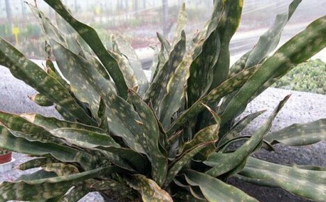 โรคและแมลงศัตรูของ sansevieria: สาเหตุและวิธีการควบคุม