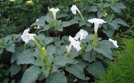 ดอกไม้น่ารักที่มีคุณสมบัติลึกลับ - Datura