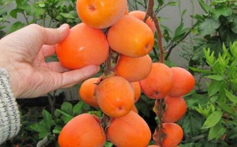 Persimmon - szczegółowo rośnie w domu