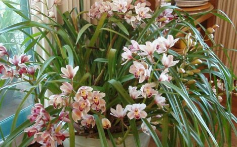 Nejkrásnější orchidej - cymbidium, domácí péče o voňavý epifyt