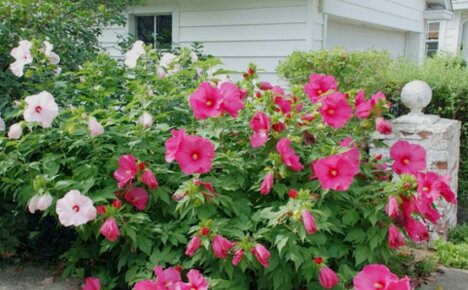 Zeljasti hibiskus - sadnja i njega, fotografije procvjetalih ljepotica