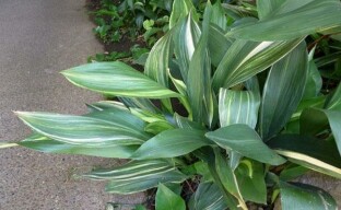 ตัวอย่างของครอบครัวแบบจำลอง - aspidistra