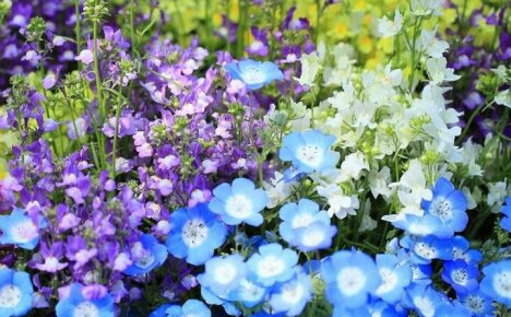 Maliwanag at sopistikadong mga bulaklak ng Nemophila para sa mga bulaklak na kama sa bansa