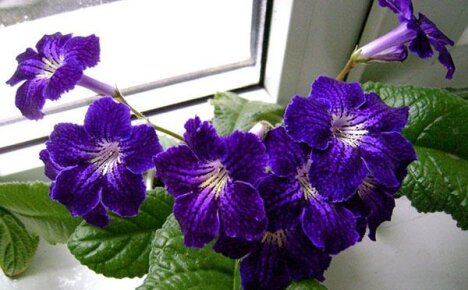 Sykdommer i streptocarpus og effektive måter å bekjempe