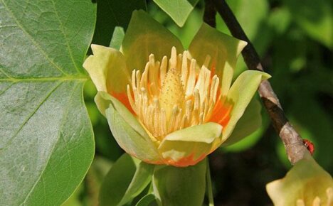 Mga tampok ng lumalaking isang puno ng tulip sa bahay