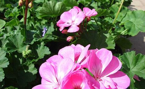 Hva fører til gulfarging av pelargoniumløvverk og hvordan du kan hjelpe planten?