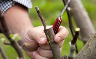 Zaszczepienie śliwki wiśniowej na pęknięcie: jak i dlaczego to się robi