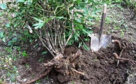 Presađivanje božura u jesen na drugo mjesto - zadržavamo veličinu i obilje pupova