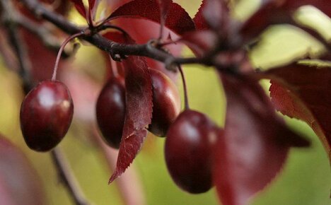 Rasprostranjena šljiva crvenolisnog - elegantan ukras vrta