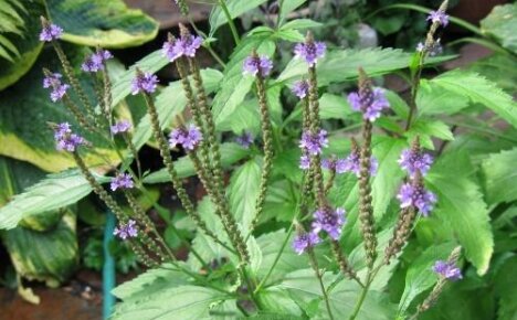 Verbena officinalis: как и за какво да се използва