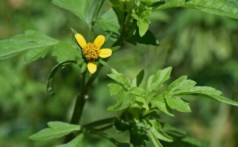 คุณสมบัติที่เป็นประโยชน์และเป็นอันตรายของ ragweed สำหรับสุขภาพของมนุษย์คืออะไร