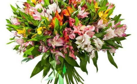 Velge alstroemeria-varianter for hagen din