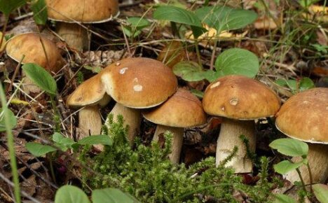 Myceliumsopp kan dyrkes i hagen