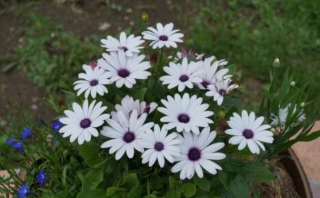 Hvordan bevare osteospermum om vinteren