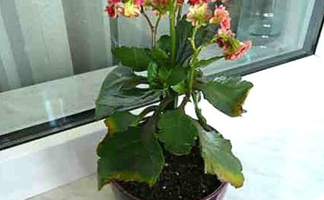 ทำไมใบไม้ Kalanchoe ถึงเปลี่ยนเป็นสีเหลืองบนขอบหน้าต่าง