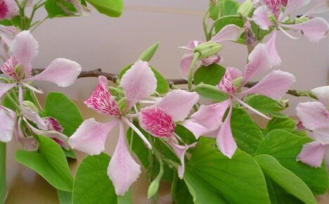 Okazuje się, że fasola też może być piękna - bauhinia, drzewo orchidei