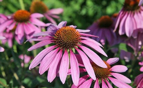 ค้นพบคุณสมบัติในการรักษาของ Echinacea - ดอกไม้ในสวนที่สวยงาม