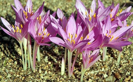 สรรพคุณทางยาของ colchicum autumnal - เมื่อพิษกลายเป็นยาสำหรับผู้ป่วยมะเร็ง