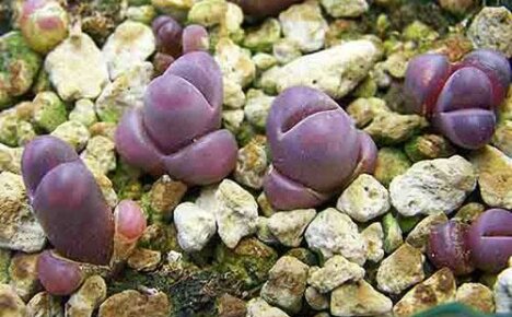 พบกับโรงงาน lithops ที่น่าตื่นตาตื่นใจ