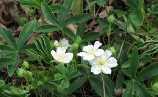 White cinquefoil - สมุนไพรเพื่อความงามของสวนและสุขภาพของคุณ