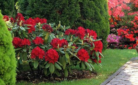 Å plante og ta vare på rododendron i Sibir (foto) er tilgjengelig for nesten alle