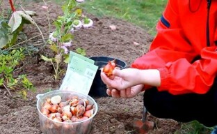 Datoer for planting av tulipaner om høsten